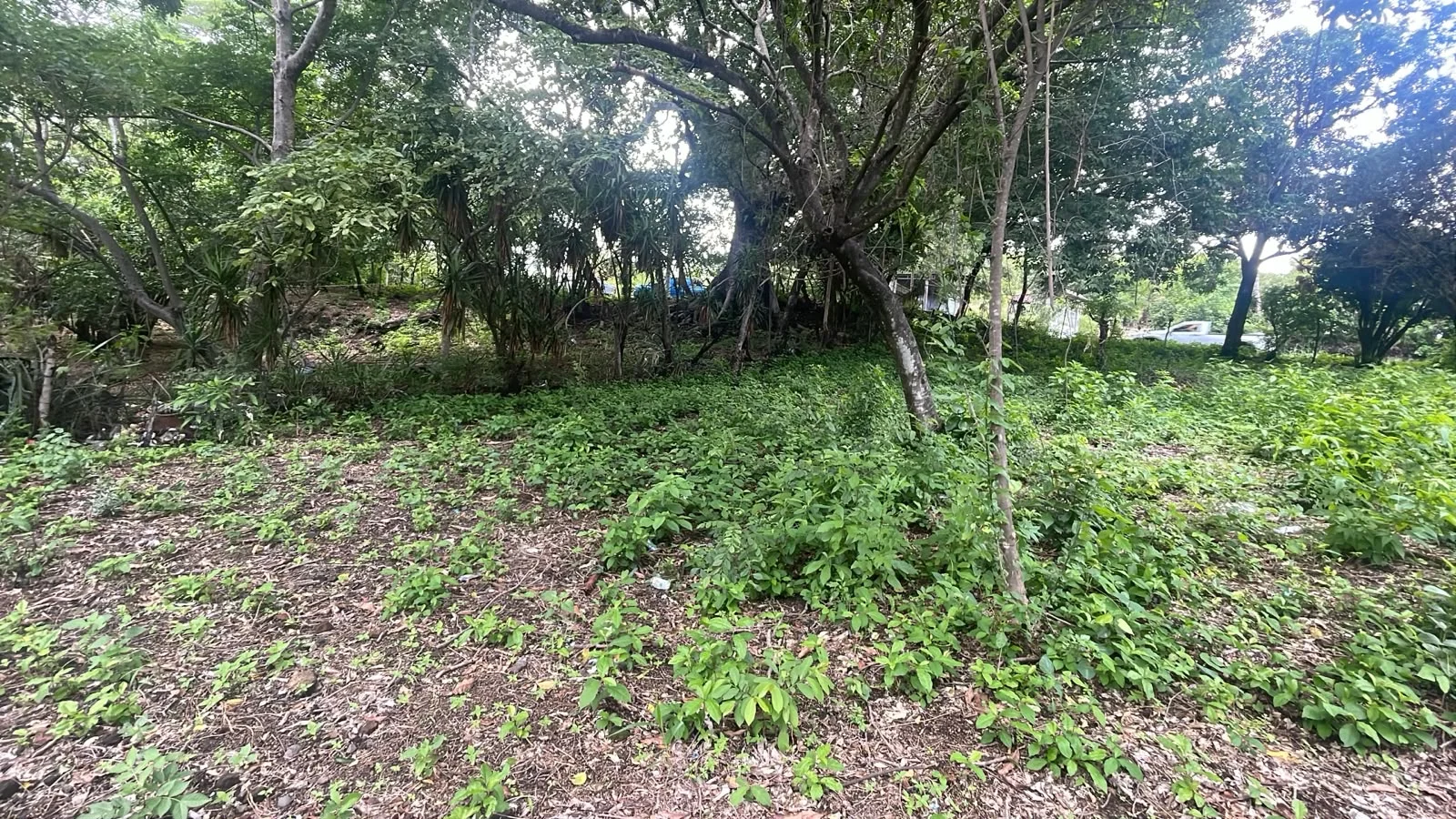 6.66 manzanas en Rodeo Santa catarina Mita Jutiapa  — foto 1